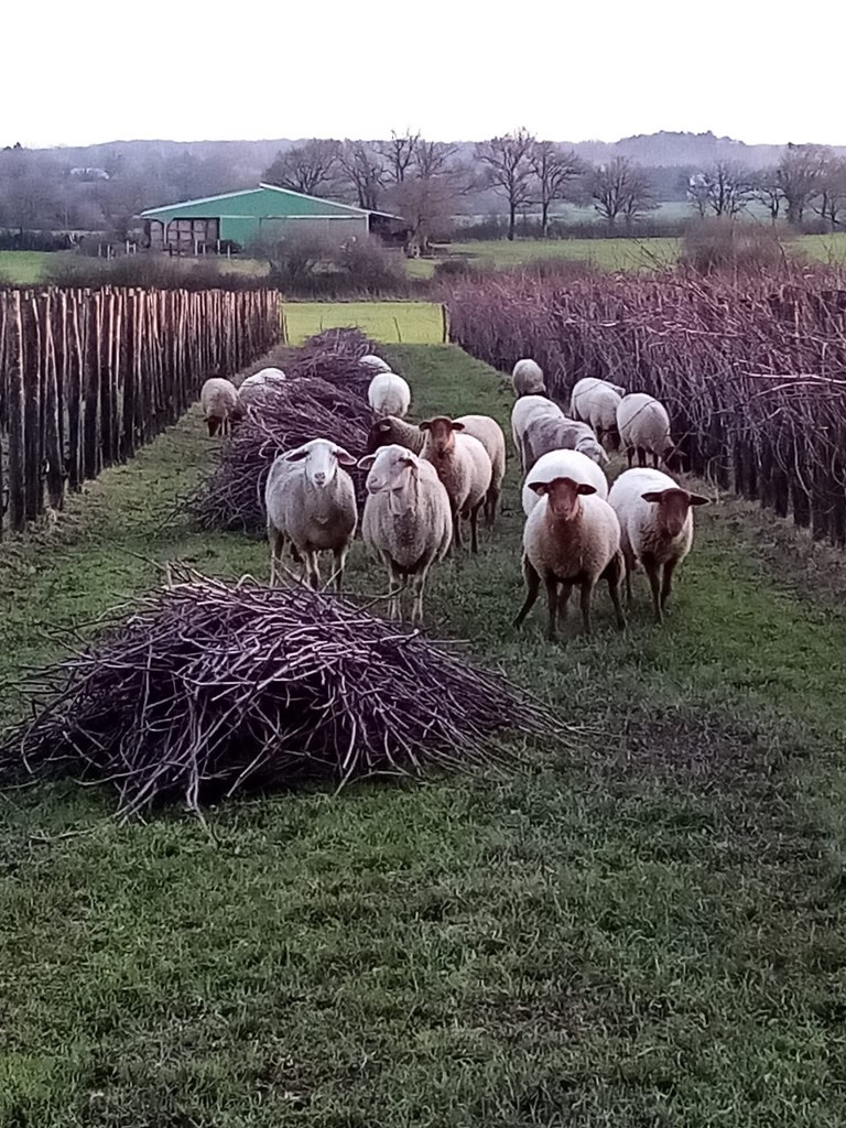 Brebis l'hiver entre les rangs, près des tas de sarments