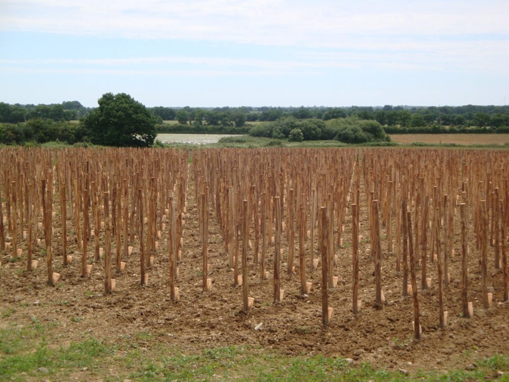Parcelle plantée, échalas posés