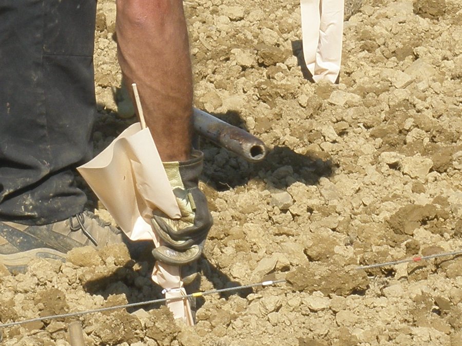 Mains plantant un jeune pied de vigne dans la terre